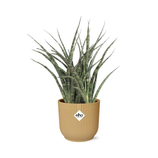 Sansevieria Fernwood Punk in ELHO Vibes Fold 14cm geel