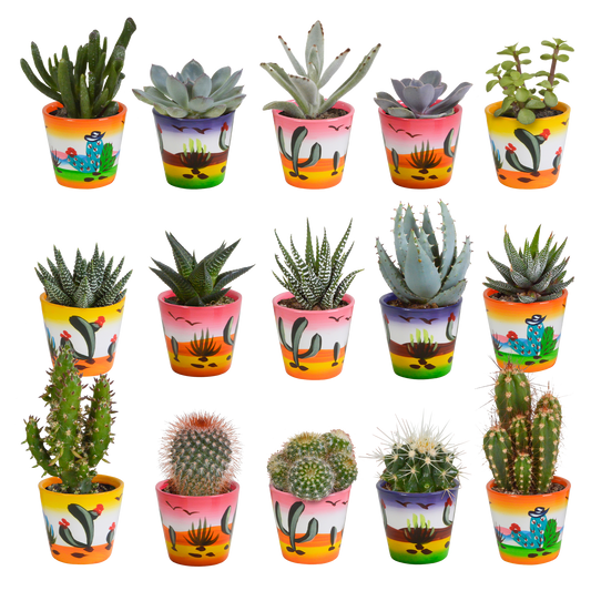Cactus en vetplanten Mischung 5,5 cm | 15 stück - in Mexicaanse pot