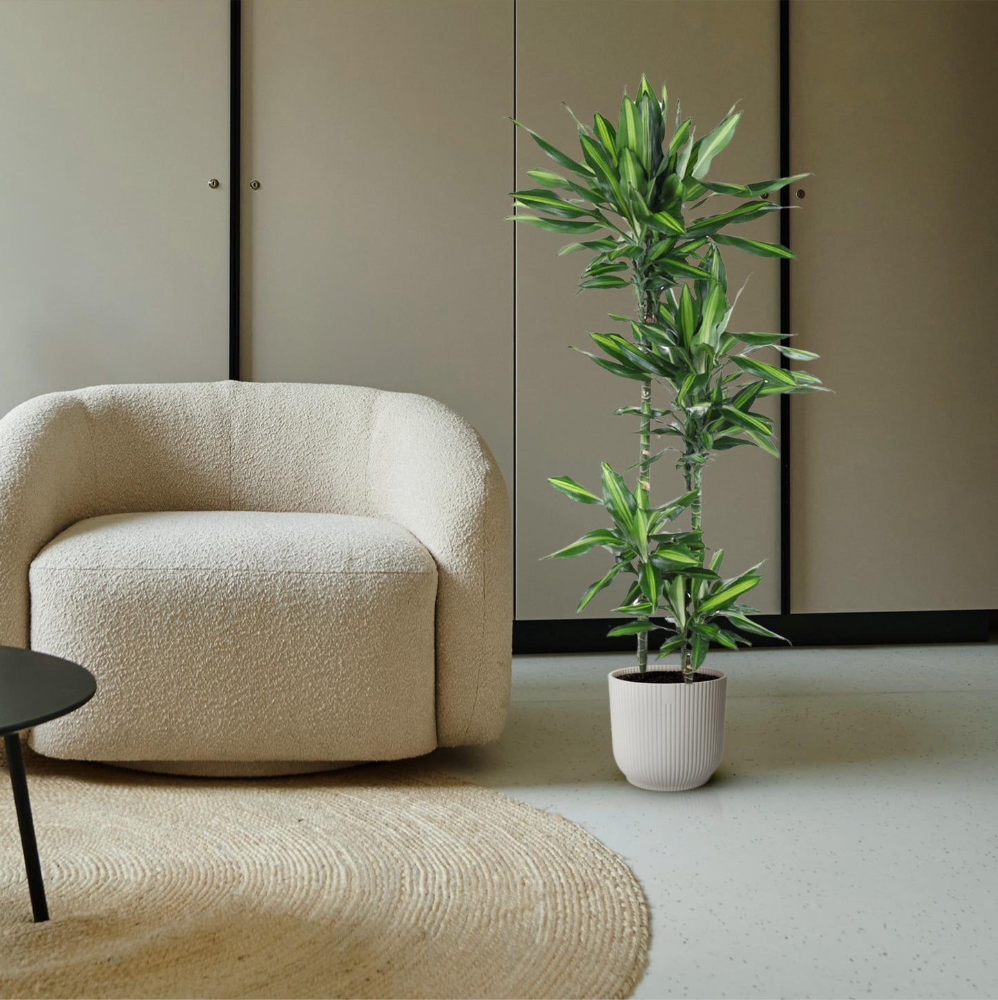 Drachenbaum Cintho – Stilvolle Zimmerpflanze 150 cm