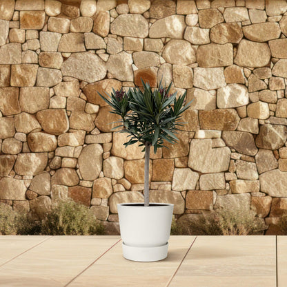Oleander Stämmchen Rot – Mediterrane Kübelpflanze 90 cm