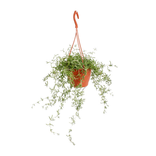Senecio Twinkle Littele  Star - Ø12cm - ↕15cm