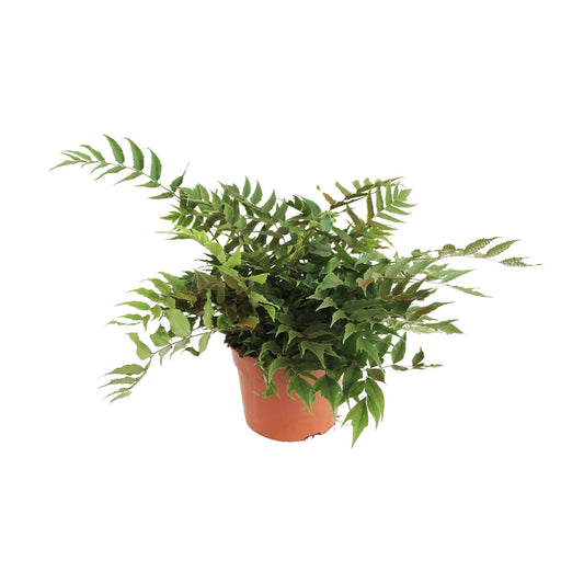Cyrtomium Fortunei Clivicola - Ø24cm - ↕45cm