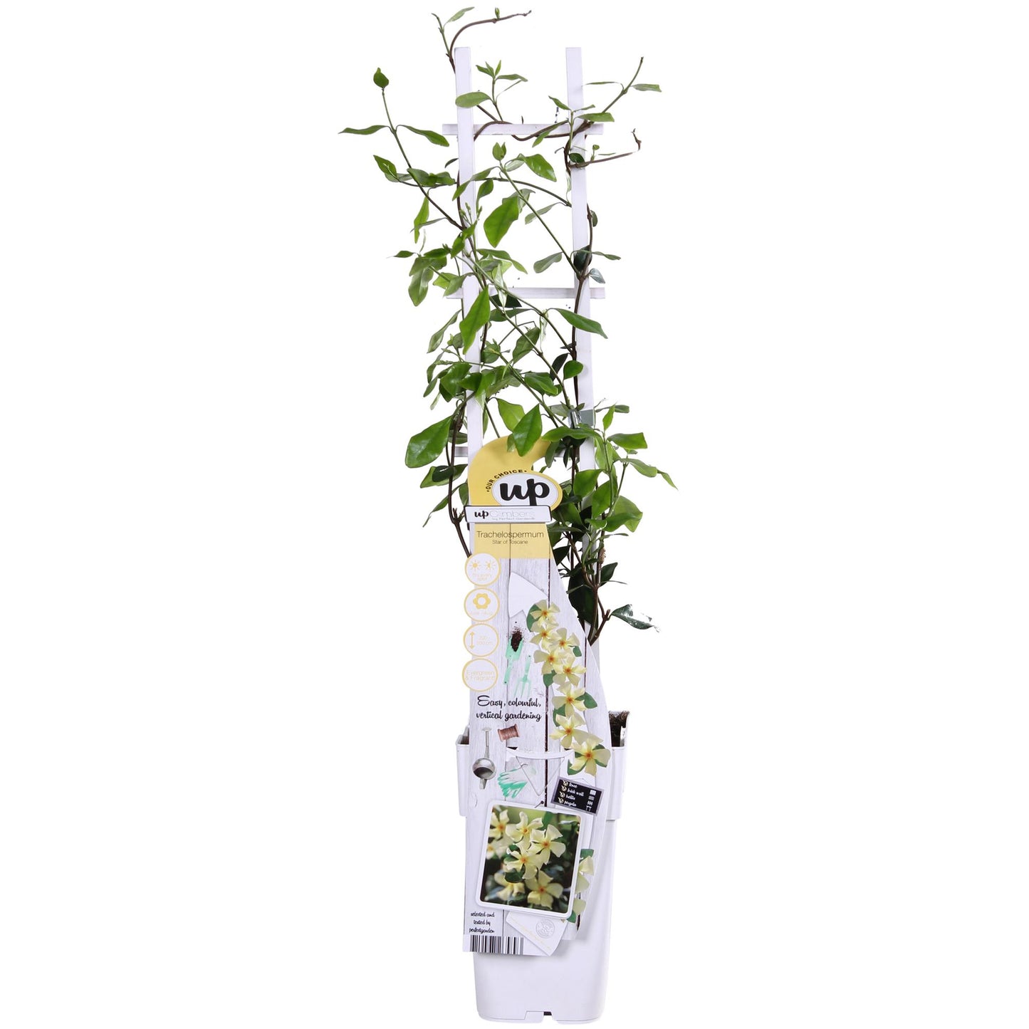 Trachelospermum 'Star of Toscana' - Toskanischer Jasmin Gelb - Ø15cm - ↕65cm