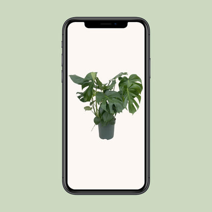 Monstera Deliciosa - Ø24cm - ↕80cm