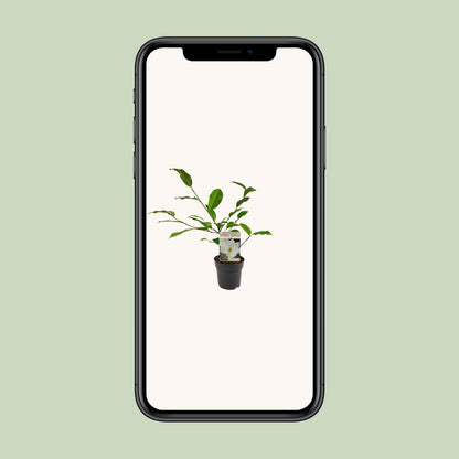 Michelia Fairy Magnolia Cream - Ø13cm - ↕25cm