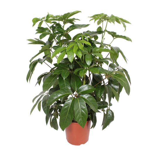 Schefflera Actinophylla Amate - Ø30cm - ↕120cm