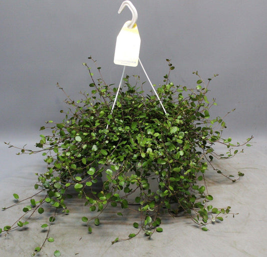 Muehlenbeckia WOLKJE DER LIEFDE - Ø22cm - ↕35cm