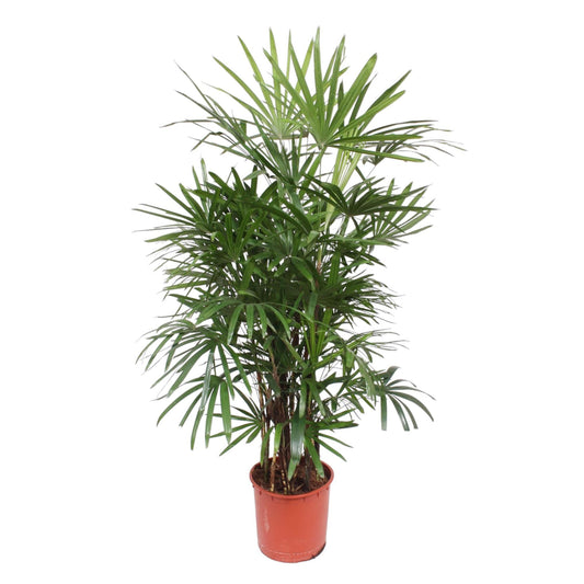 Damenpalme 190 cm – Elegante, pflegeleichte Zimmerpflanze