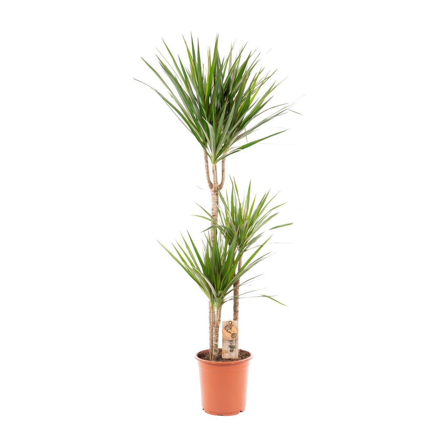 Drachenbaum 120 cm – Stilvolle & pflegeleichte Zimmerpflanze
