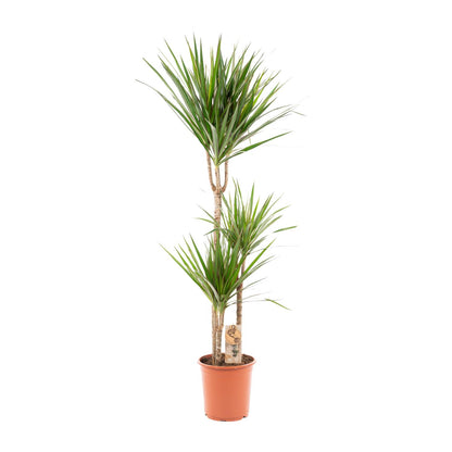 Drachenbaum 120 cm – Stilvolle & pflegeleichte Zimmerpflanze