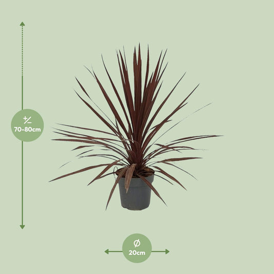 Cordyline Australis Red Star - Ø20cm - ↕80cm