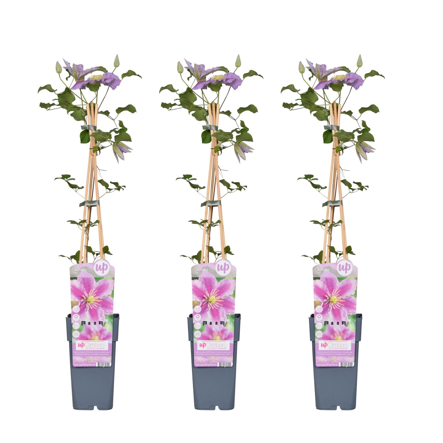 3x - Clematis Piilu - ↨65cm - Ø15