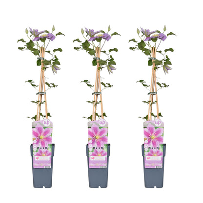 3x - Clematis Piilu - ↨65cm - Ø15