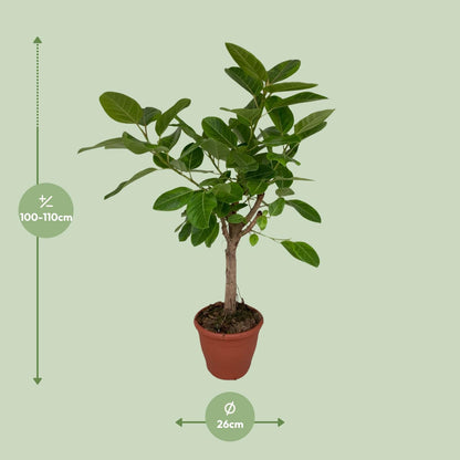 Ficus Altissima - Ø26cm - ↕110cm