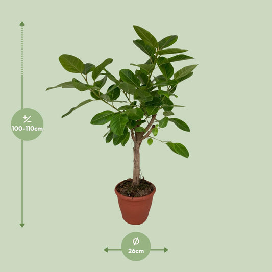 Ficus Altissima - Ø26cm - ↕110cm