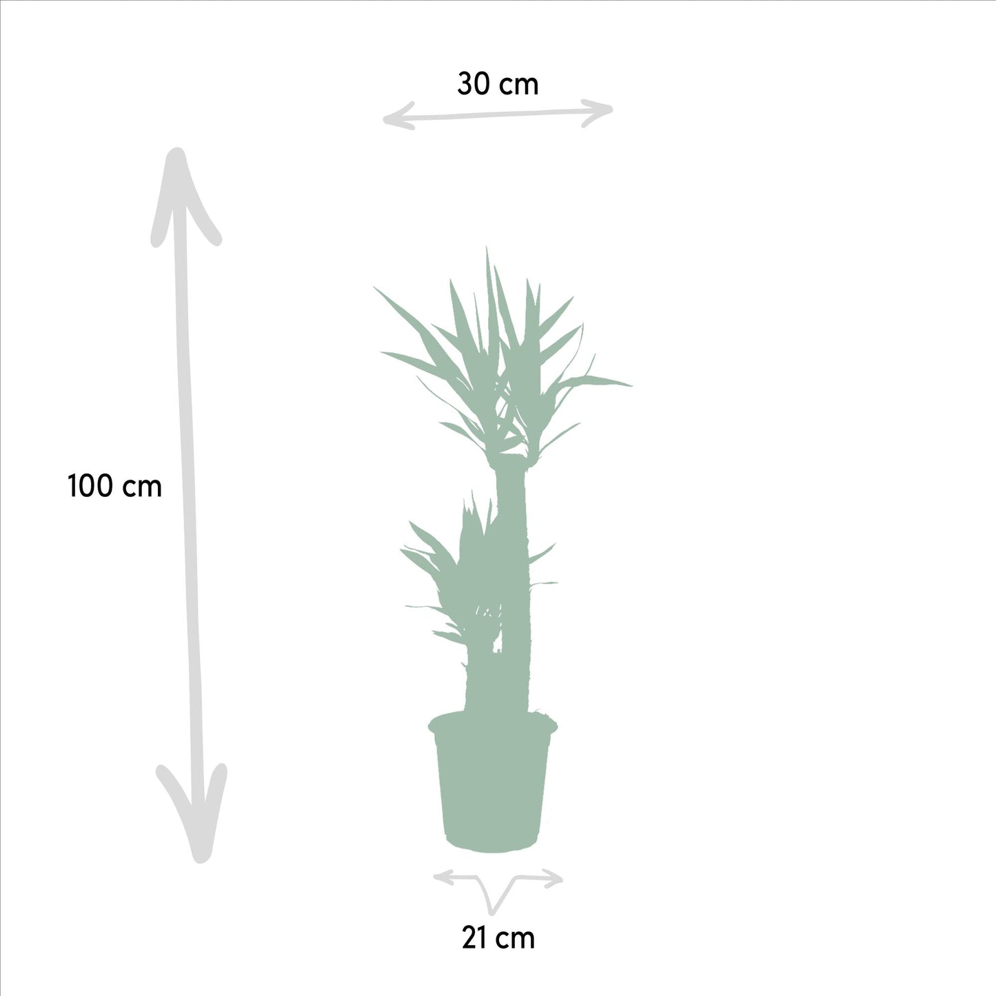 Yucca Palme (Palmlilie) – 100 cm, Ø 21 cm Topf