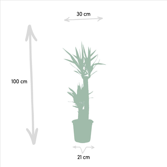 Yucca Palme (Palmlilie) – 100 cm, Ø 21 cm Topf