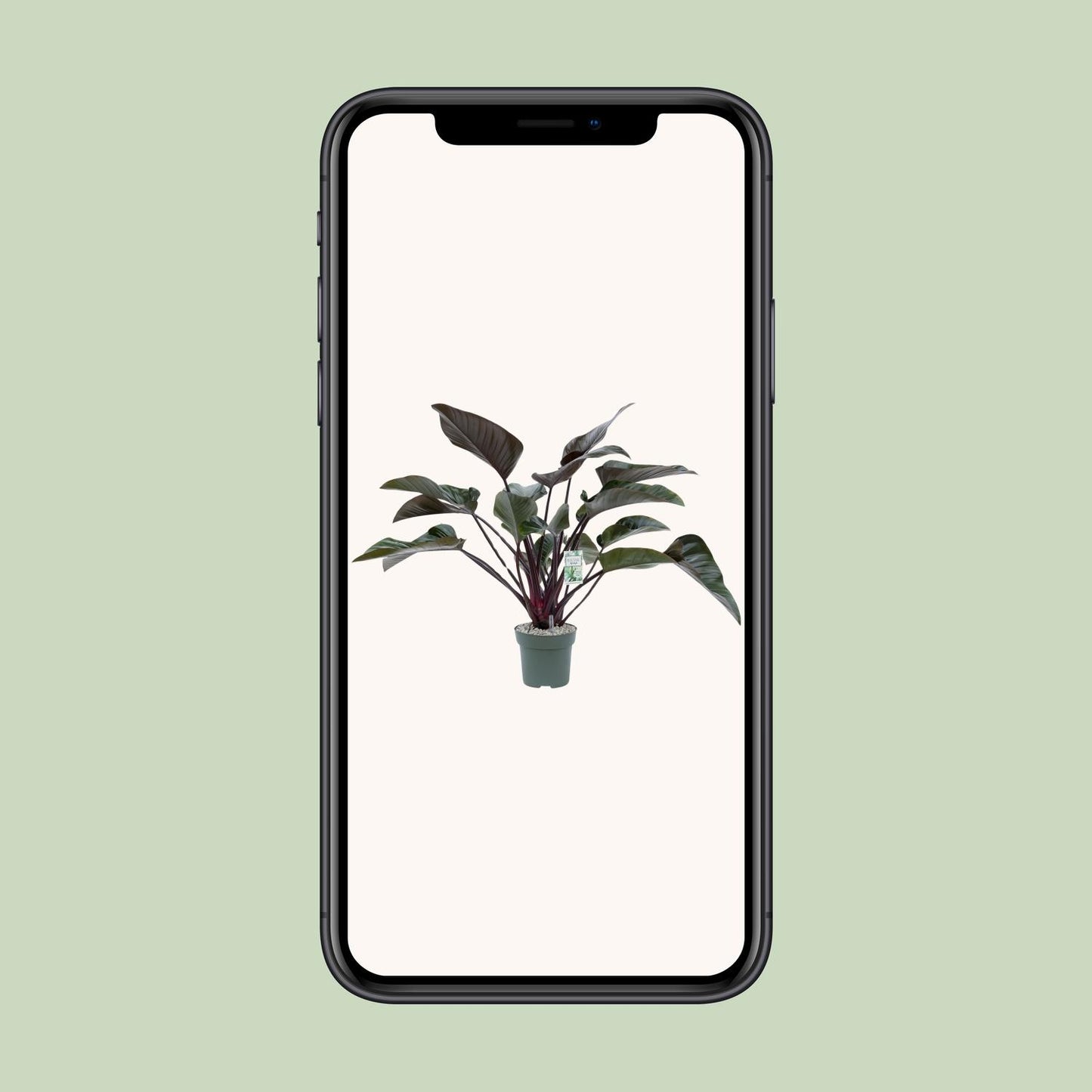 Philodendron Red Beauty - Ø27cm - ↕60cm