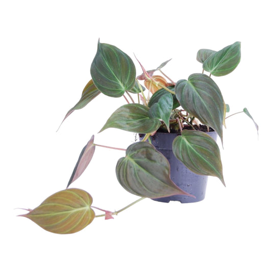 Philodendron 'Micans' – Samt-Philodendron Ø12cm, 25cm hoch