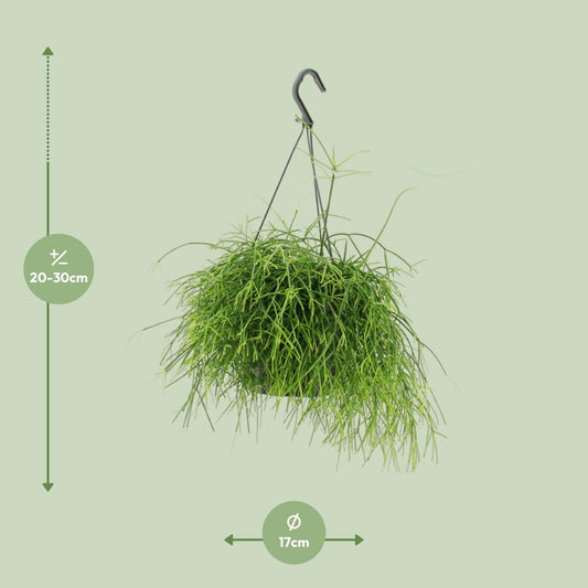 Rhipsalis Oasis - Ø17cm - ↕25cm