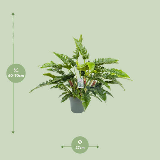 Philodendron Rambo - Ø27cm - ↕65cm