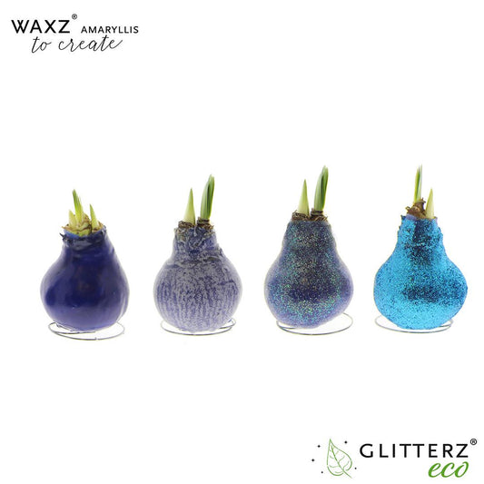 Amaryllis Waxz To Create Blue - 4 Stücke - Ø7 cm - ↕15 cm