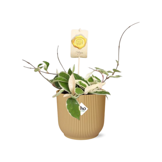 Hoya Carn.’Krimson Queen’ in ELHO Vibes Fold 14cm geel