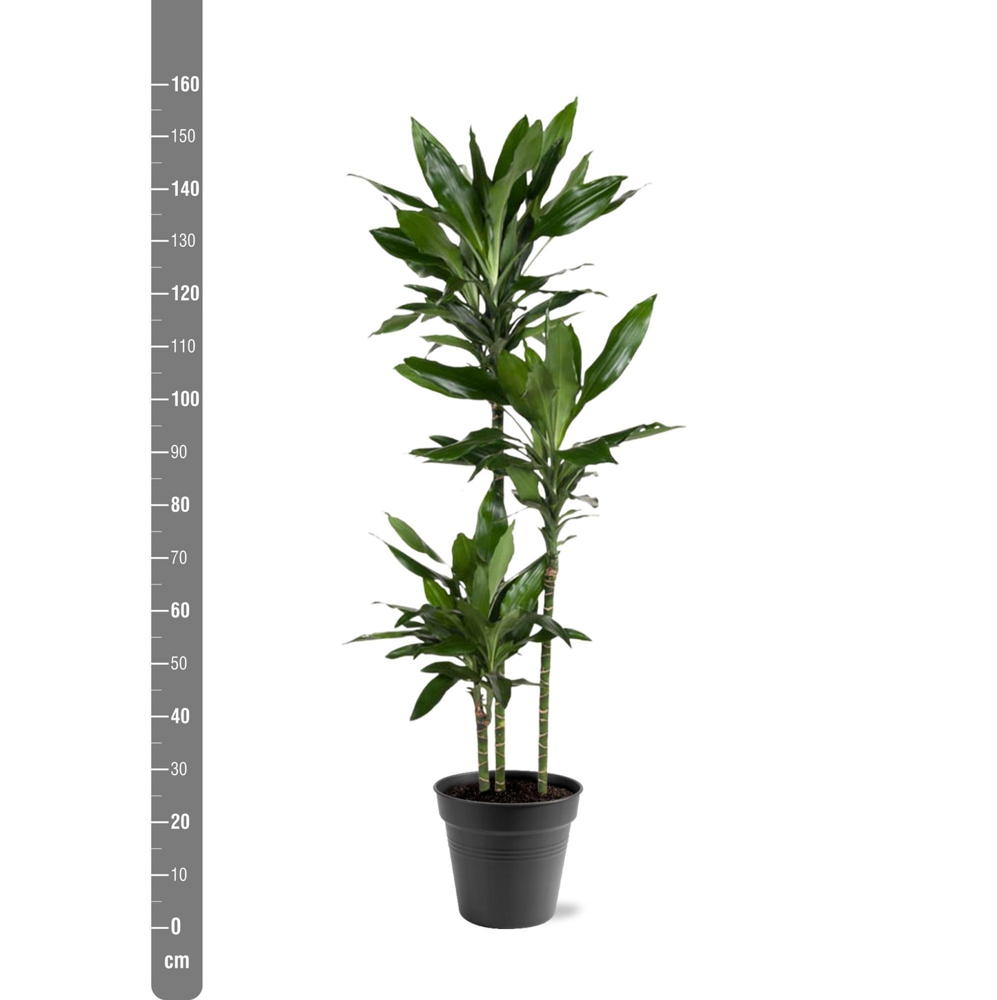 Drachenbaum Janet Lind – Stilvolle, pflegeleichte Zimmerpflanze 160 cm