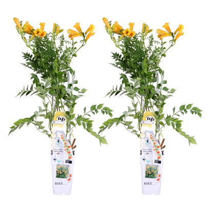 2x - Campsis Summer Jazz 'Gold Trumpet' - ↨65cm - Ø15