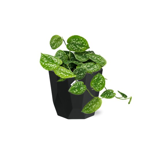 Scindapsus Pictus ‘Argyraeus’ in 14cm b.for rock living black