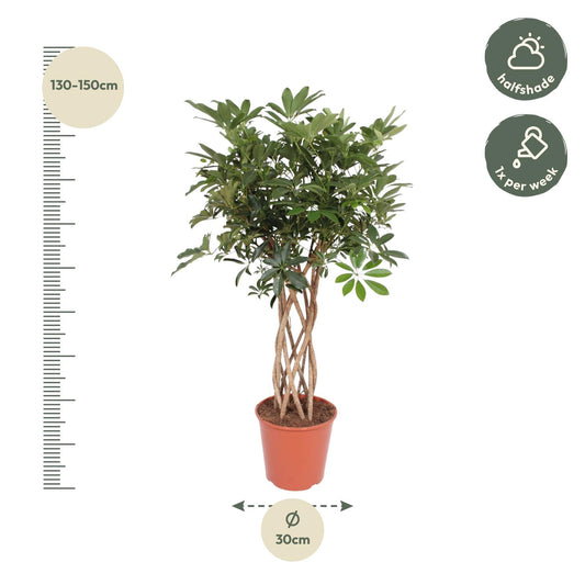 Strahlenaralie 'Compacta' – Geflochtene Zimmerpflanze 130 cm