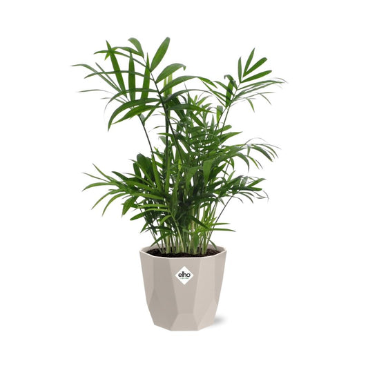 Chamaedorea in ELHO b.for rock 14 cm warm grey