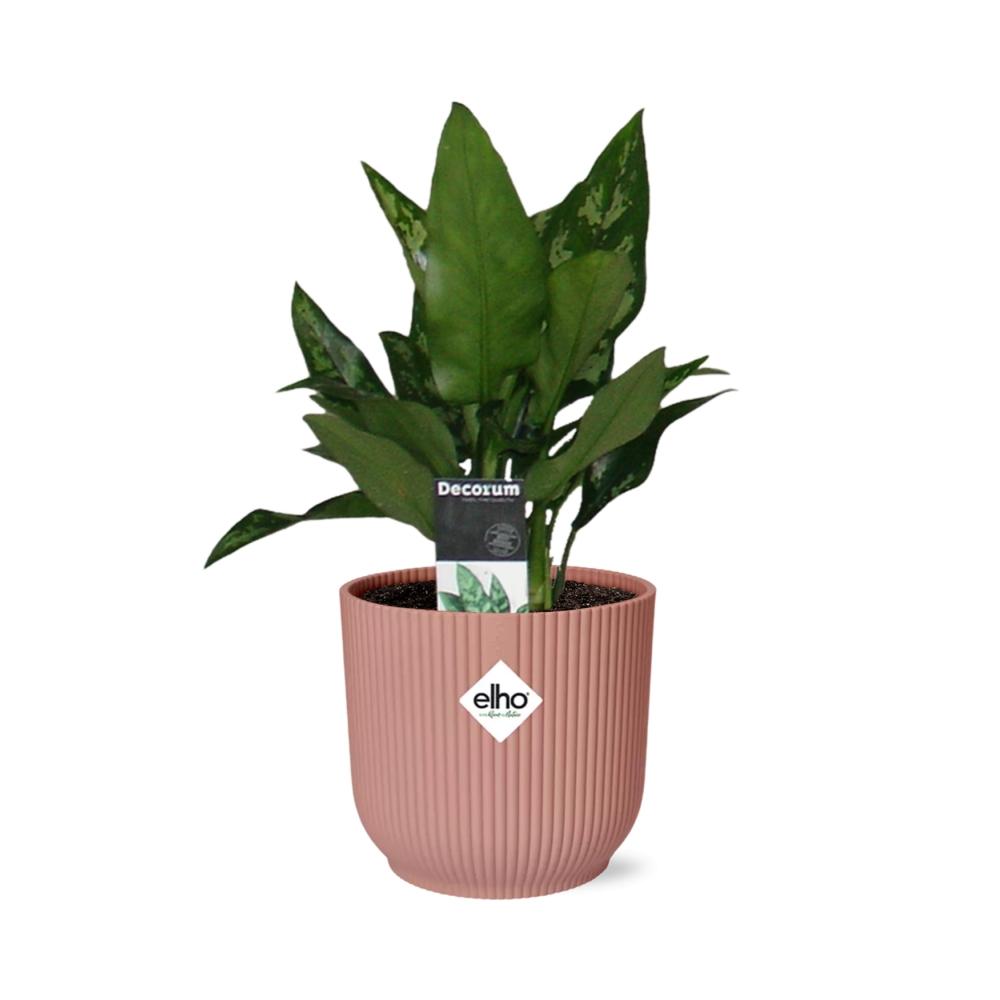 Aglaonema Maria in ELHO Vibes Fold 14cm roze