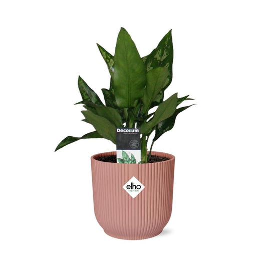 Aglaonema Maria in ELHO Vibes Fold 14cm roze