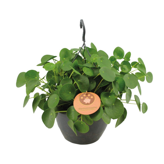 Pilea Peperomioides - Ø27cm - ↕40cm