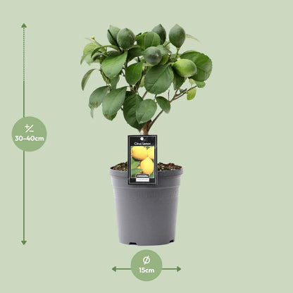 Citrus Lemon op Stam - Ø15cm - ↕35cm