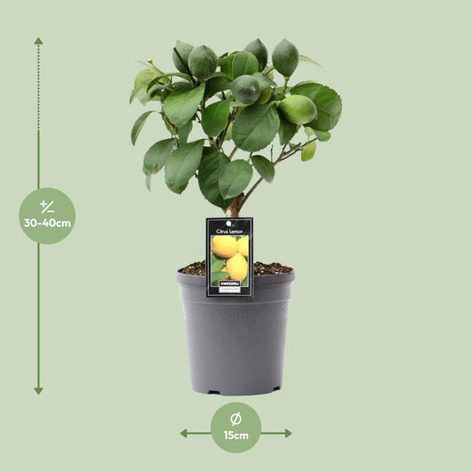 Citrus Lemon op Stam - Ø15cm - ↕35cm