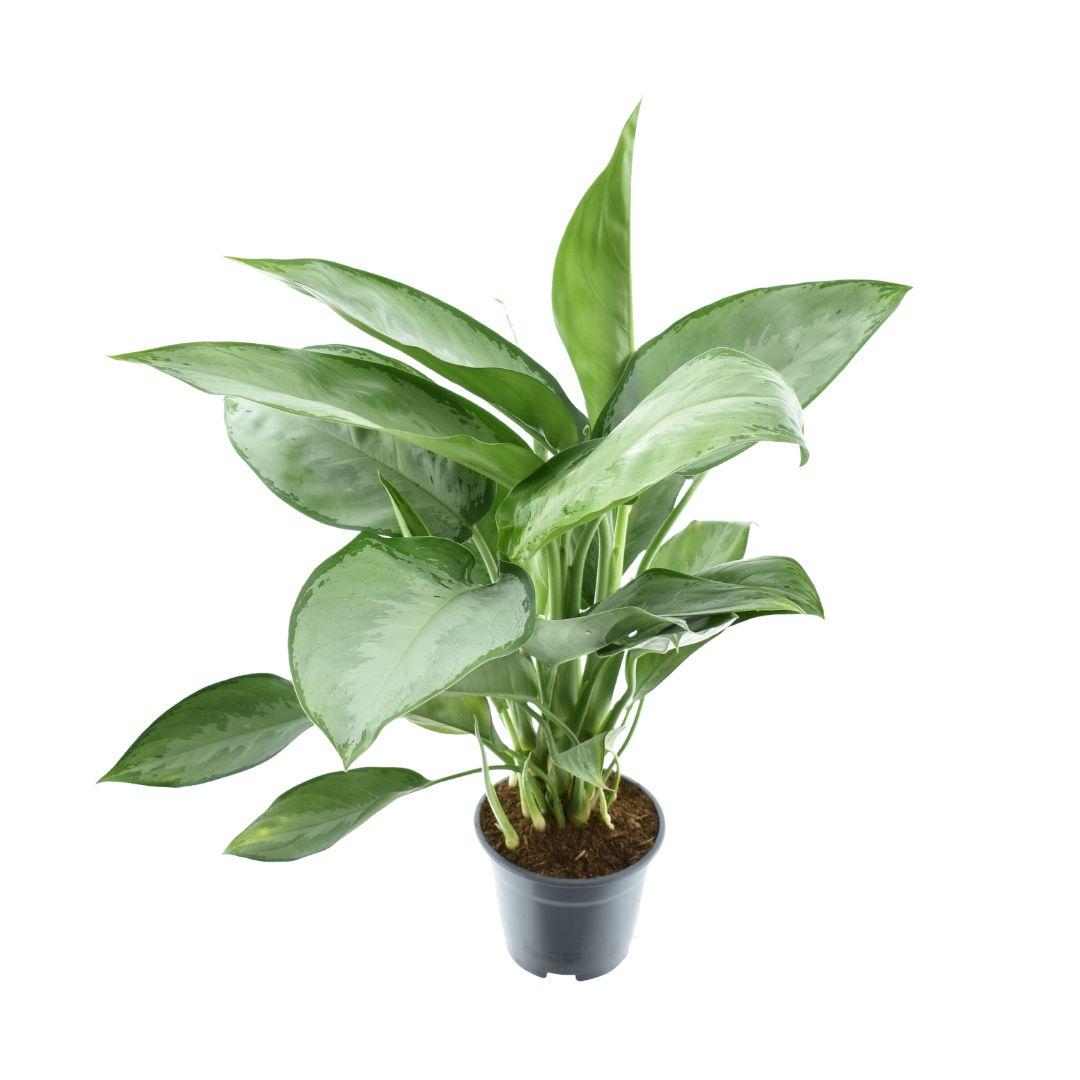 Aglaonema Silverado - Ø14cm - ↕40cm
