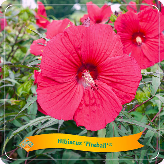Hibiscus 'Fireball' C5 - Ø25cm - ↕35cm