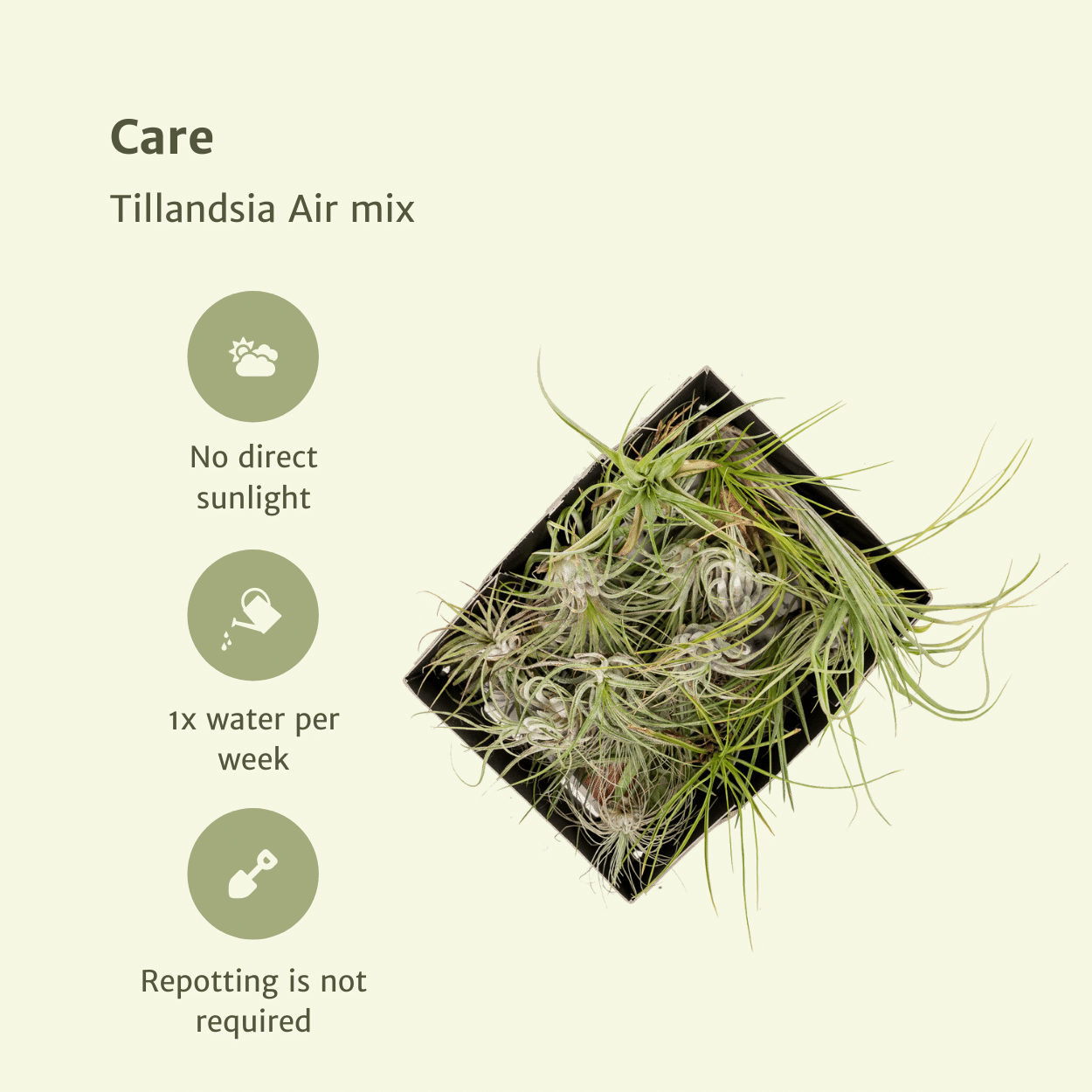 Everspring - Tillandsia Air mix - 10 StÃ¼ck - 6 cm - ø6