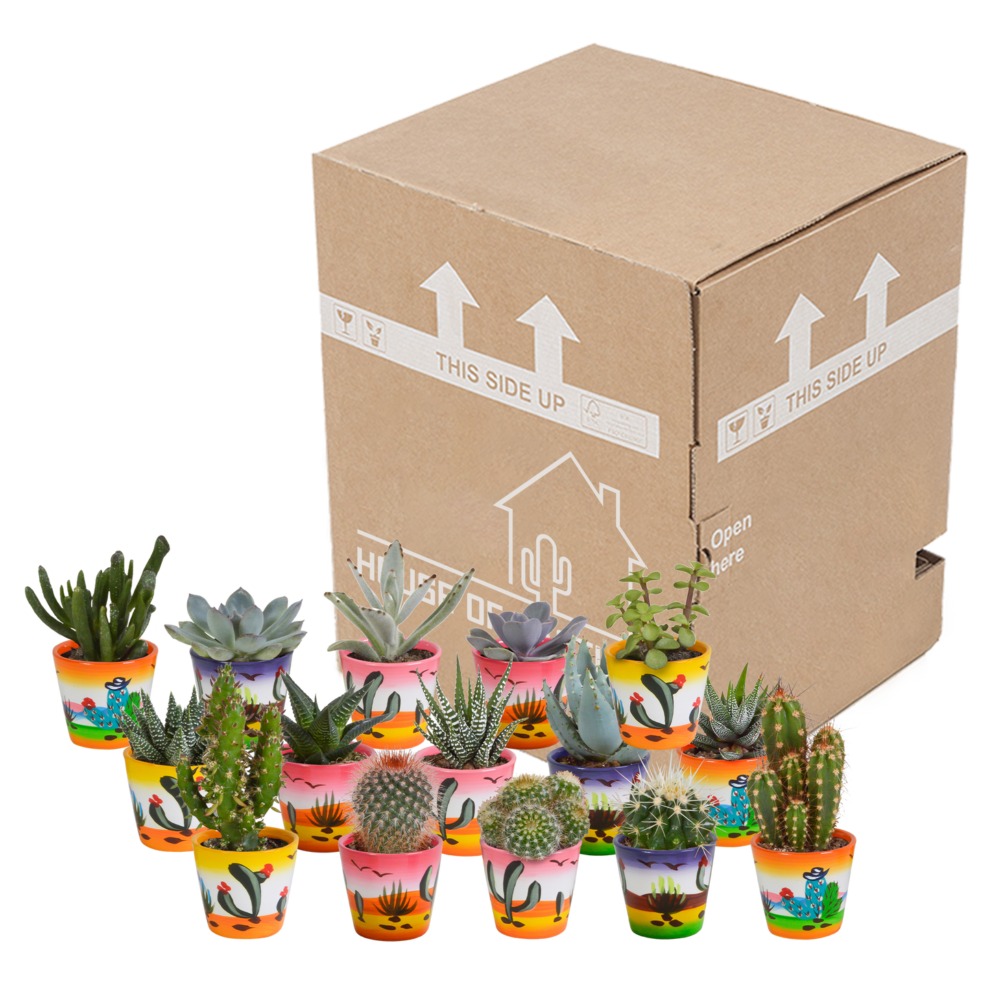Cactus en vetplanten Mischung 5,5 cm | 15 stück - in Mexicaanse pot