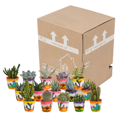 Cactus en vetplanten Mischung 5,5 cm | 15 stück - in Mexicaanse pot