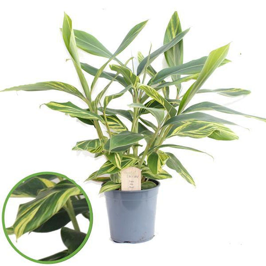 Alpinia Zerumbet