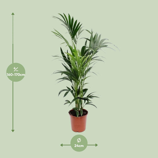 Howea - Ø24cm - ↕170cm