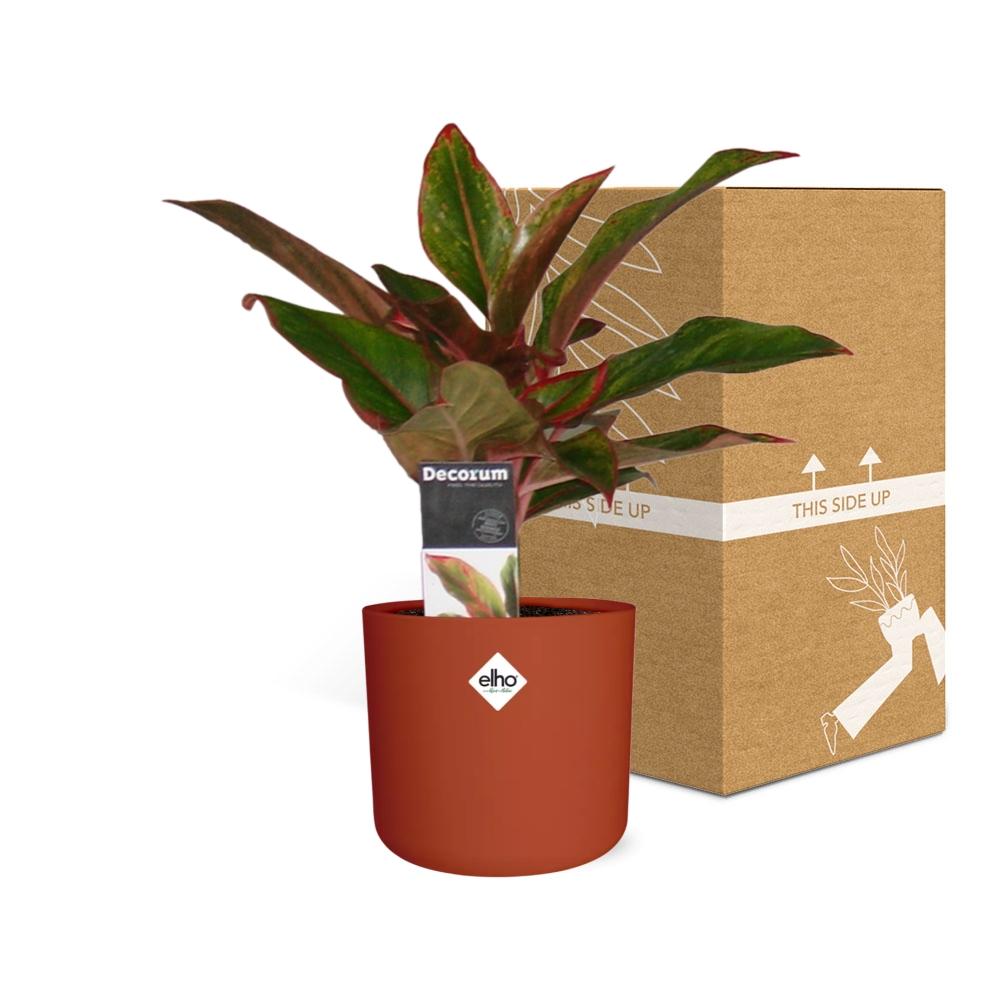 Aglaonema Crete in ELHO b.for soft rond 14cm brique