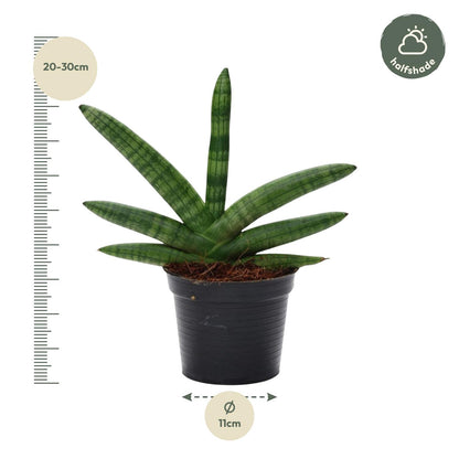 Bogenhanf Skyline – Pflegeleichte Zimmerpflanze 25 cm