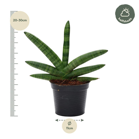 Bogenhanf Skyline – Pflegeleichte Zimmerpflanze 25 cm