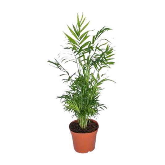 Chamaedorea Elegans - Mexikanische Bergpalme - Ø17cm - ↕55cm - Ø17cm - ↕55cm