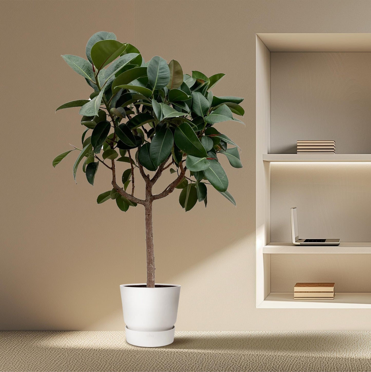 Gummibaum 'Robusta' – Pflegeleichte Zimmerpflanze 190 cm