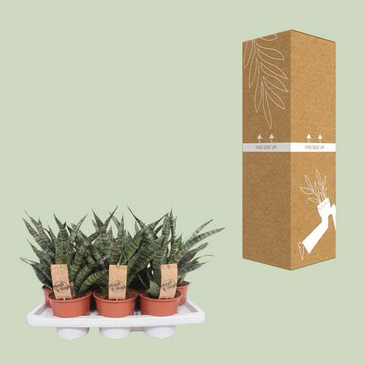 Sansevieria Diamond Green - Ø14cm - ↕40cm